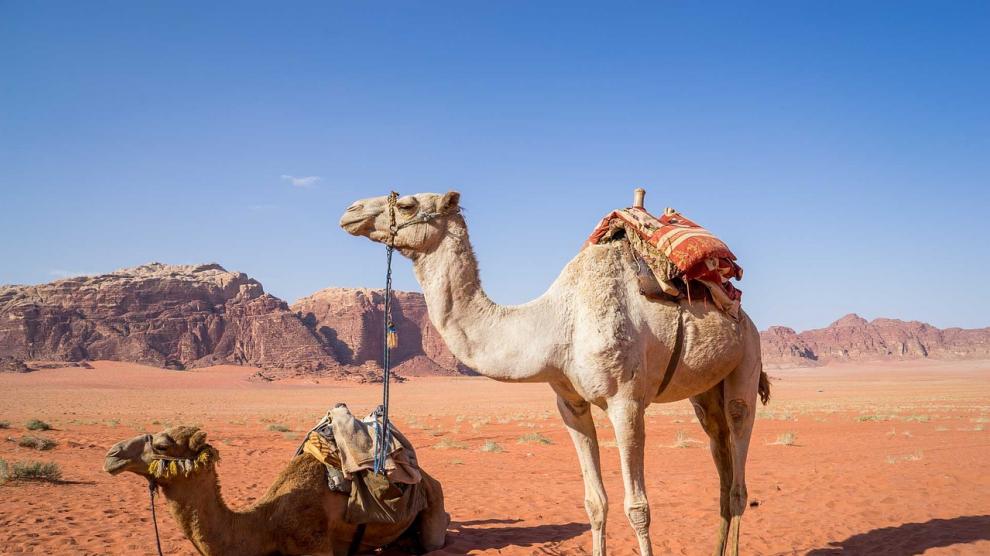 Los dueños de camellos que participan en este tipo de festivales, muy populares en el golfo Pérsico, recurren a los rellenos para resaltar las pestañas de los dromedarios y al bótox para reducir los tics y las señales nerviosas.