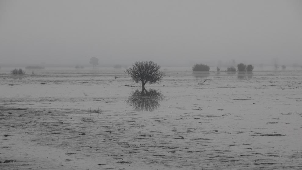 Cultivos anegados por la riada en la localidad zaragozana de Pradilla, en la Ribera alta del Ebro.
