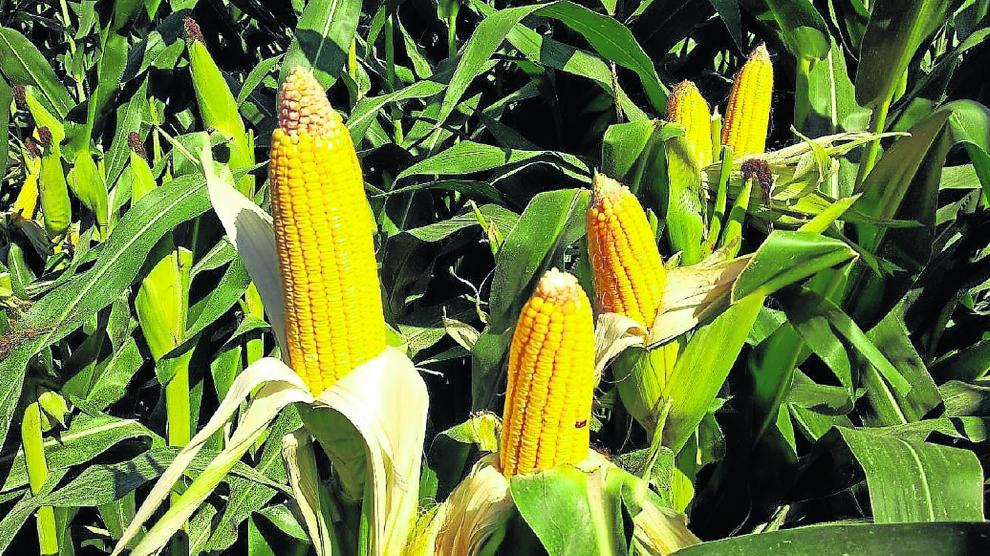 El maíz, un cultivo en crecimiento en Aragón