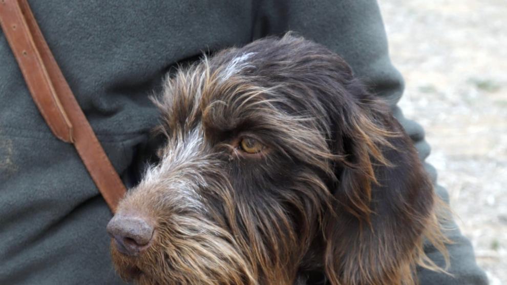 Senda, la perra trufera de Torralba de los Frailes que ha ganado el concurso nacional de Caza de Trufa por segundo año.