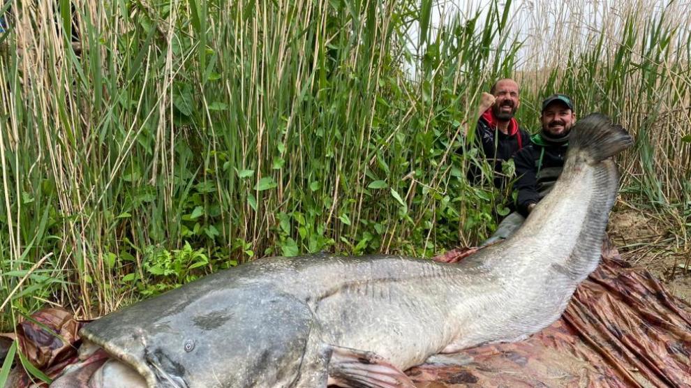 El siluro de 2.72 metros y entre 100 y 120 kilos capturado hace unos días.