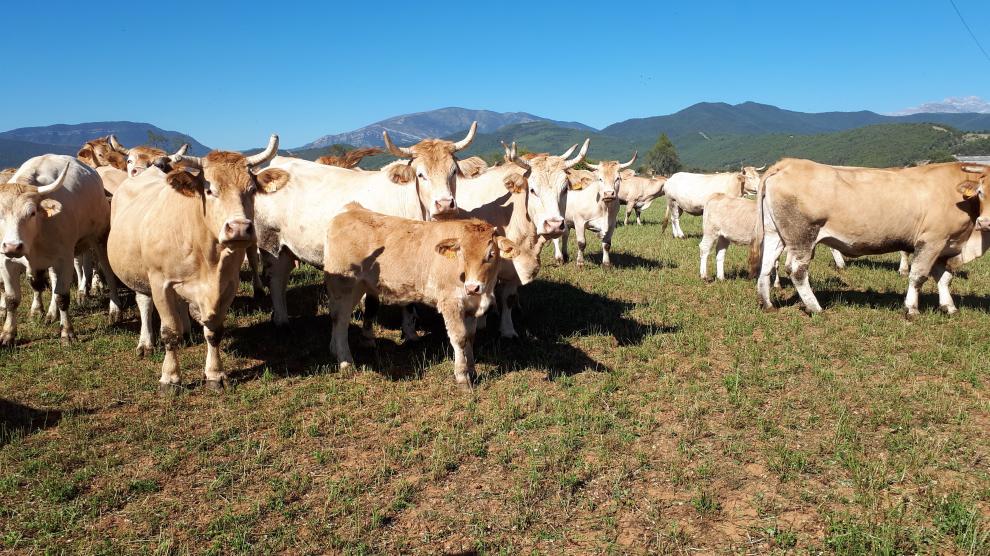 Vacas y terneros de raza Pirenaica, en pastos de fondo de valle en el Sobrarbe.