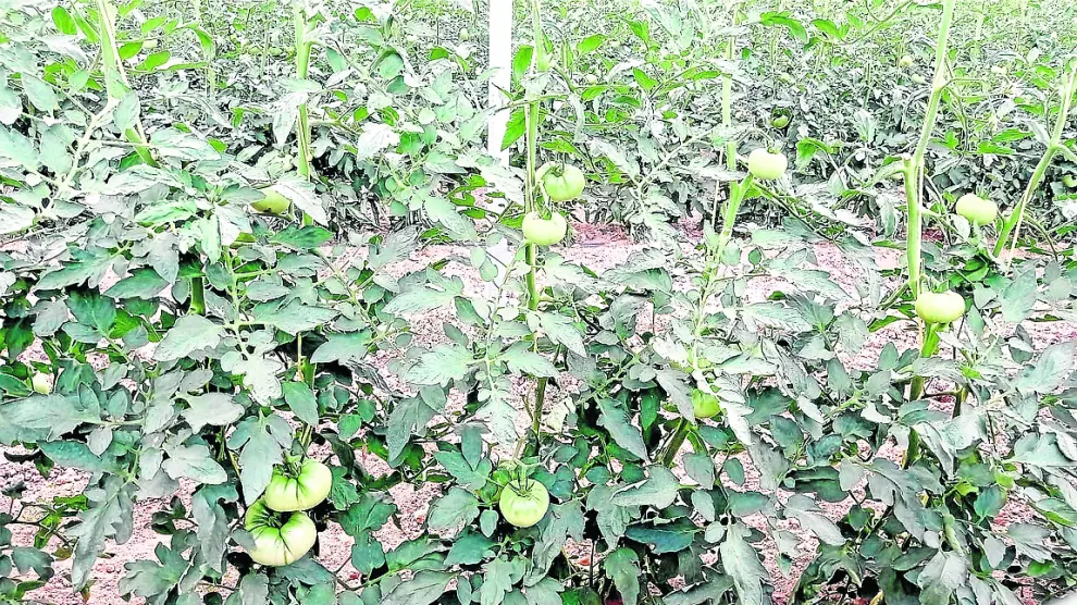 Primeros tomates de la campaña en las plantaciones en invernadero de Óscar Olivera.