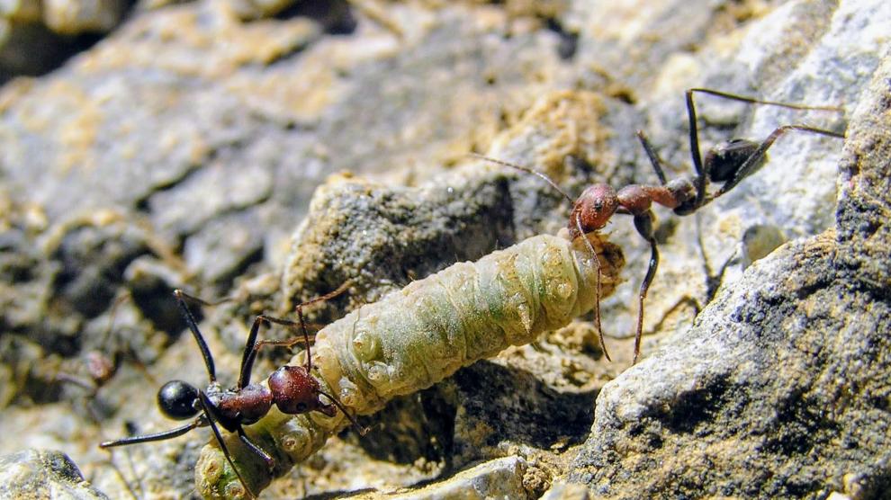 Obreras de Cataglyphis velox depredando sobre una oruga.