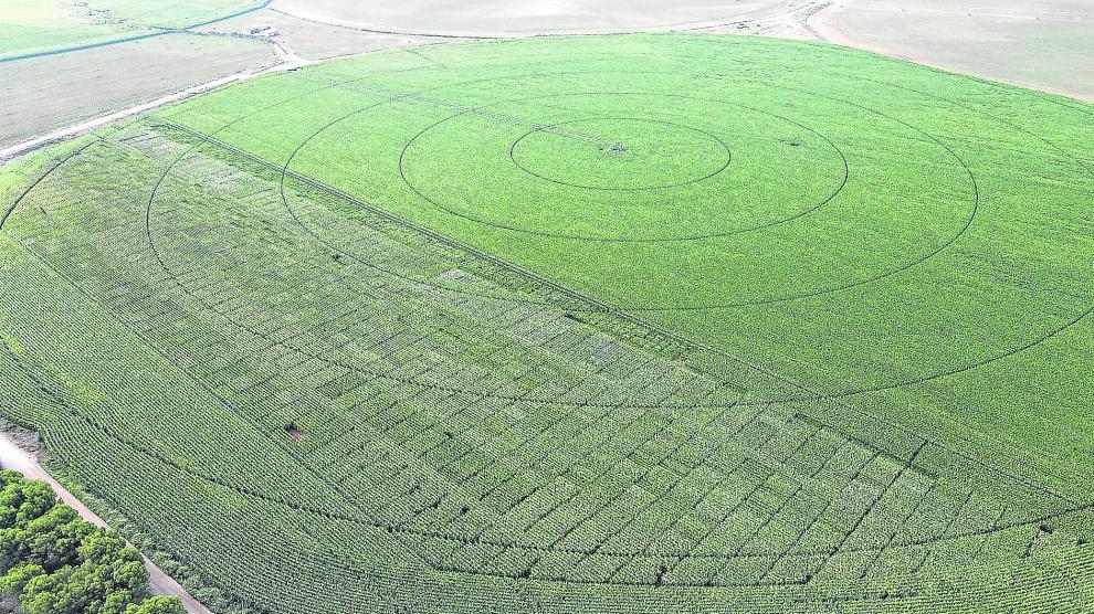 La Red Arax cuenta con más de 8.000 parcelas de ensayos en las que se hacen estudios sobre diversos aspectos que atañen a cultivos de leguminosas y plantas proteicas.