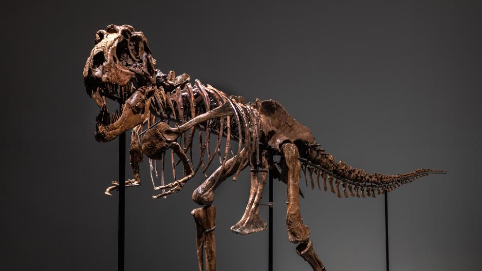 El esqueleto de un dinosaurio, a subasta en Nueva York