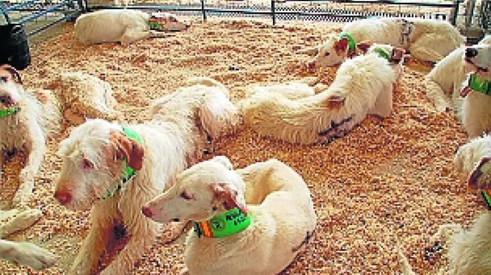 Perros expuestos en la Feria de Caza de Sariñena.
