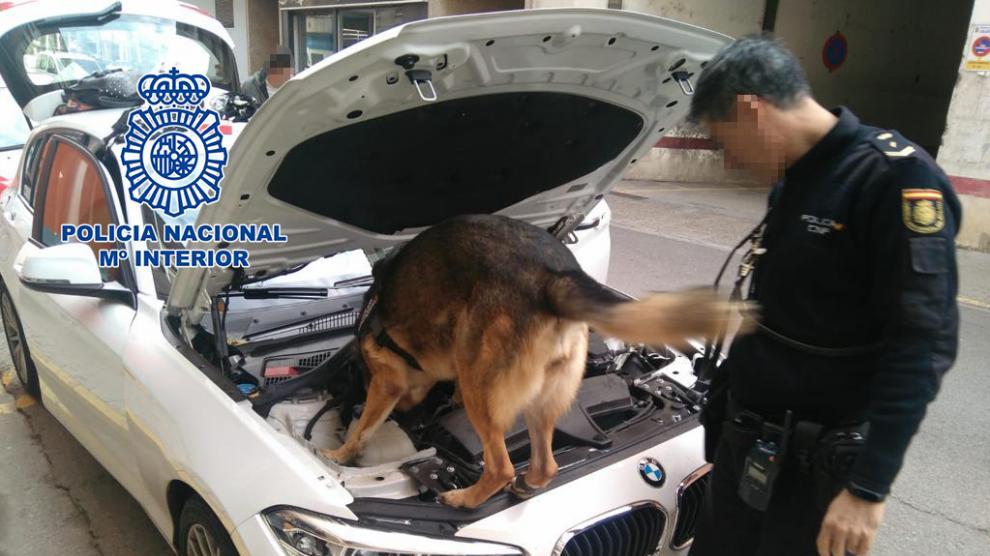 Imagen de archivo de un perro de la Policía buscando droga en un coche.