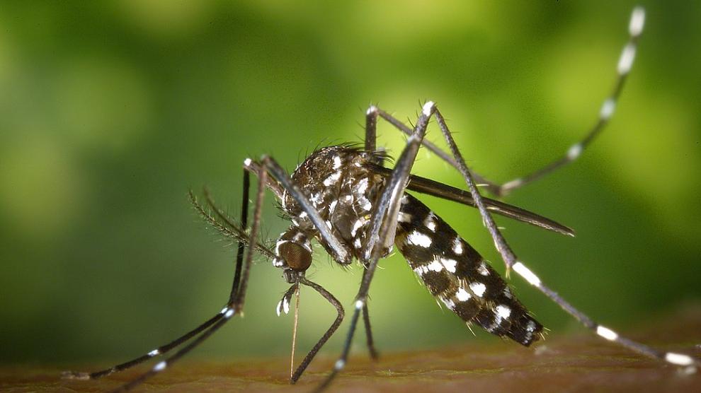 Mosquito tigre (Aedes albopictus)