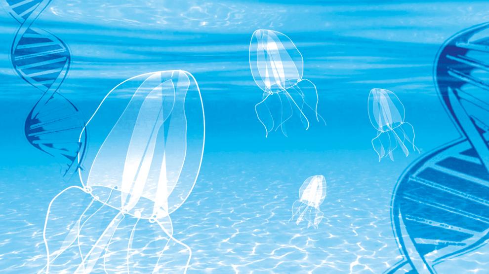 La 'Turritopsis dohrnii' es un tipo de medusa biológicamente inmortal.