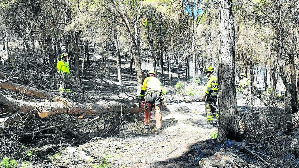 Cuadrillas terrestres de Infoar actúan en la limpieza de la masa forestal dañada en el Moncayo.