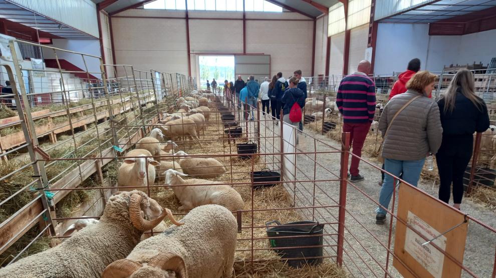 Lotes de ganado ovino en el reciento ferial de Cedrillas.