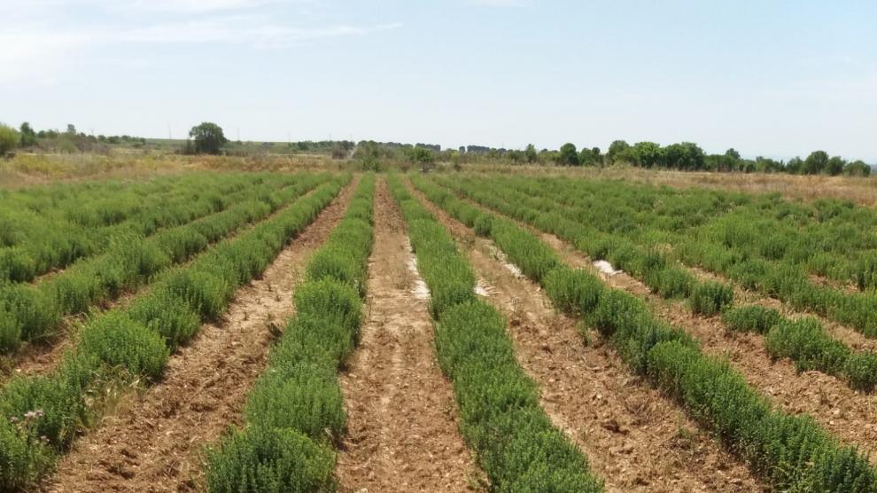 Parcela situada en la localidad zaragozana de Zuera en la que se han realizado ensayos para analizar la posibilidad del cultivo de la plantas aromáticas en la zona.