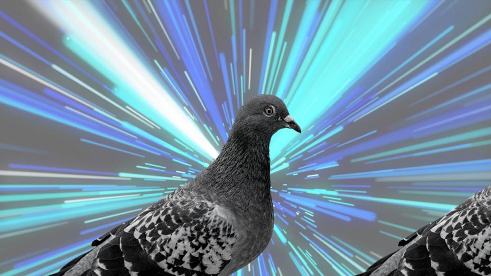 Un virus muy contagioso está causando la muerte a las palomas