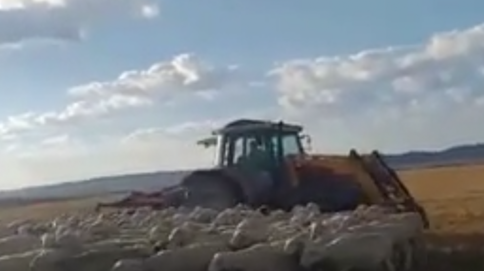 Una captura de la grabación que hizo el pastor con su móvil cuando el tractor perseguía al rebaño.