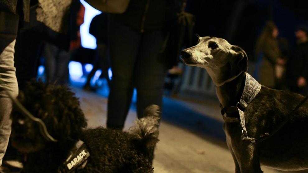 Encuentro 'Adopta, no compres'
