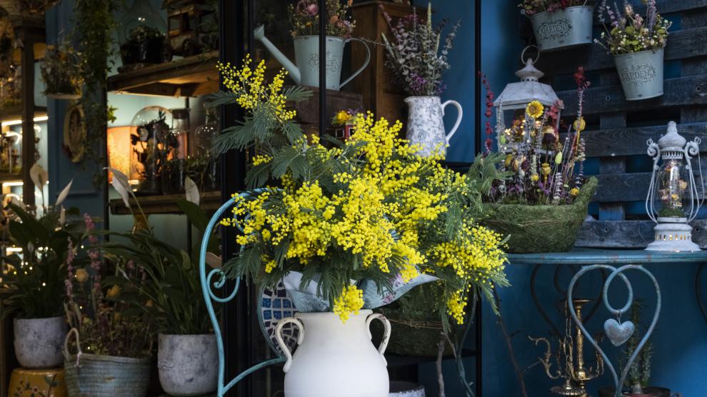 Ramos de mimosas en la floristería El Buen Jardinero de Zaragoza.
