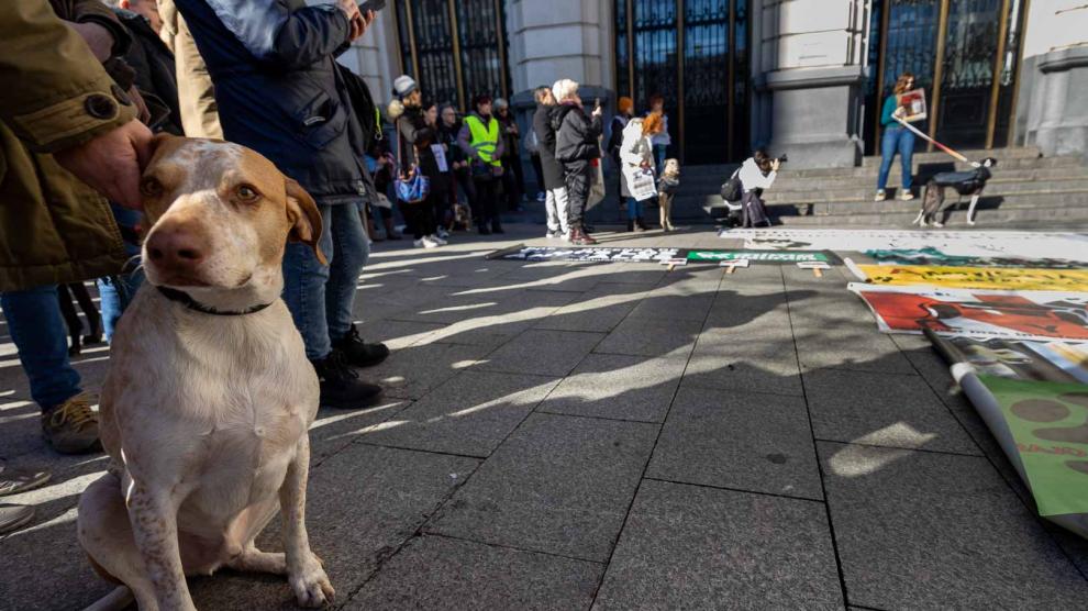 Protesta por excluir perros de caza de la ley de bienestar animal