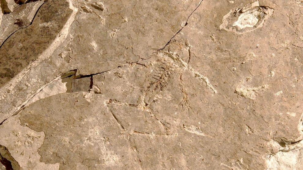 Rana fósil con 10 millones de años extraída por José Ignacio Canudo de las minas de Libros.