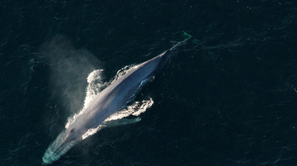 Una ballena azul, el animal más grande (y más pesado) que jamás ha existido, sale a la superficie para respirar.