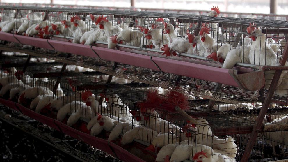 Se encienden las alarmas en Latinoamérica por avance de la gripe aviar