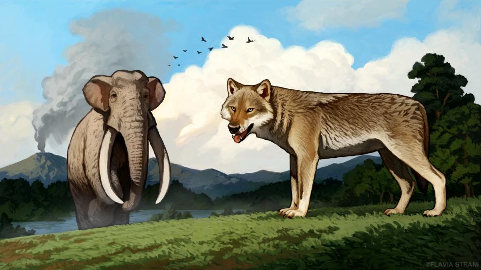 El primer lobo europeo, (Canis lupus) del yacimiento de Ponte Galeria, en Roma; al fondo, un proboscídeo (Palaeoloxodon antiquus) también de la campiña romana y uno de los animales simbólicos del Pleistoceno.