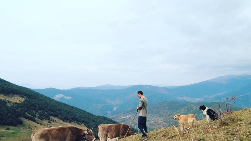 Raúl Acín Cazcarra, con sus vacas Parda de Montaña en el núcleo de Orós Alto, en Biescas.