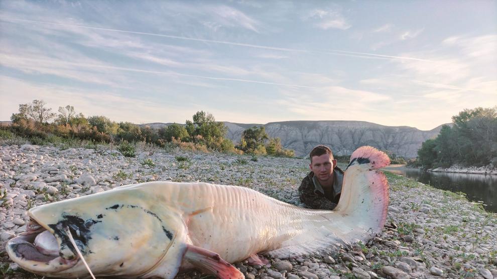 El siluro albino captura por dos pescadores de Movera en Zaragoza.