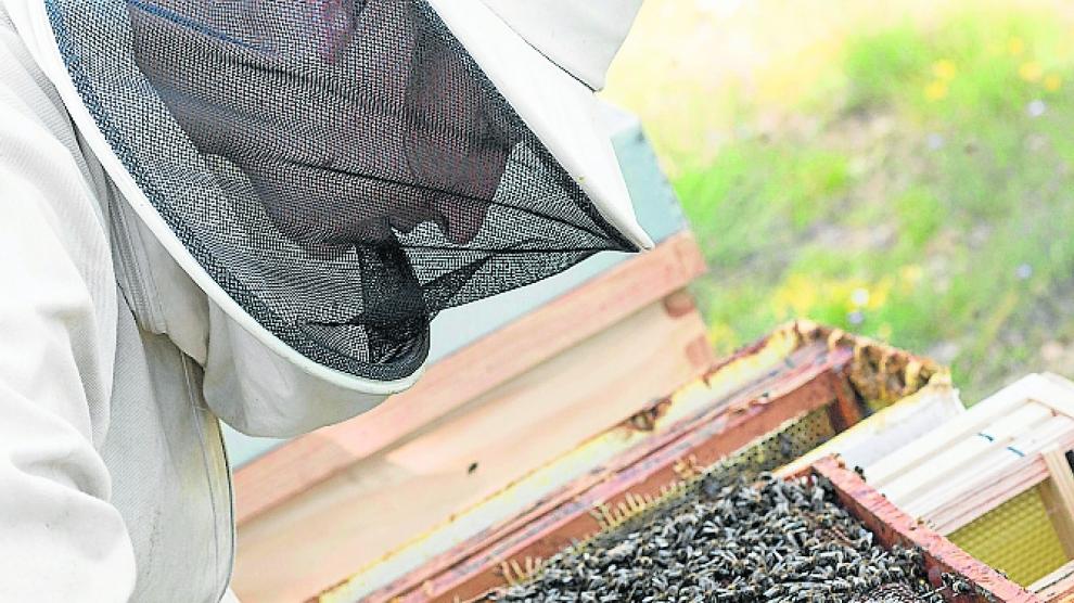 Azpe García trabajando con las abejas.