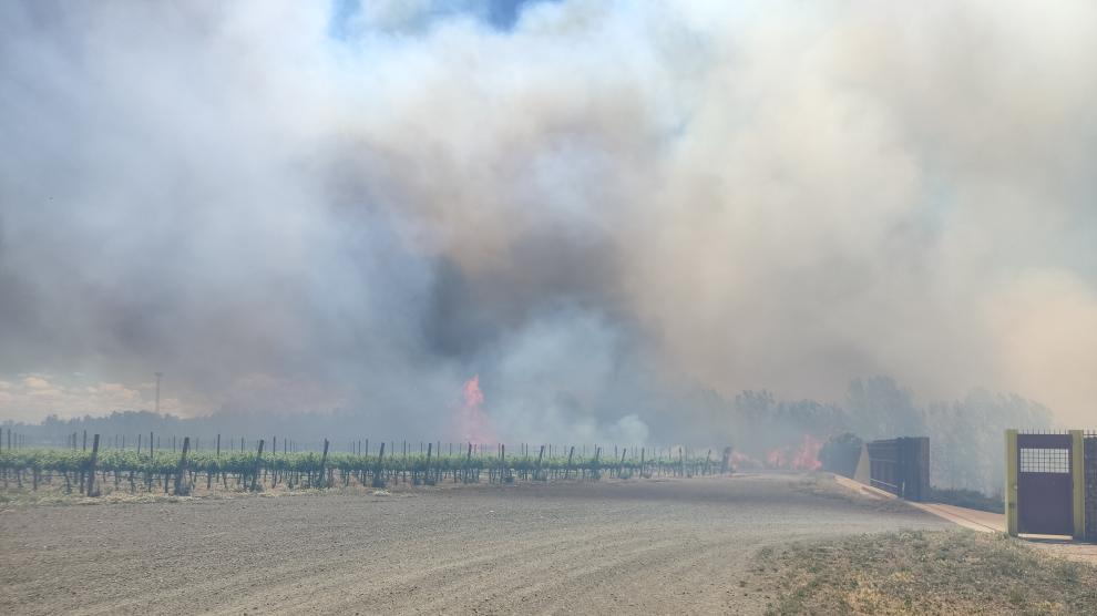 Entorno de un viñedo de Luis Vicens afectado el año pasado por el incendio de Ateca.
