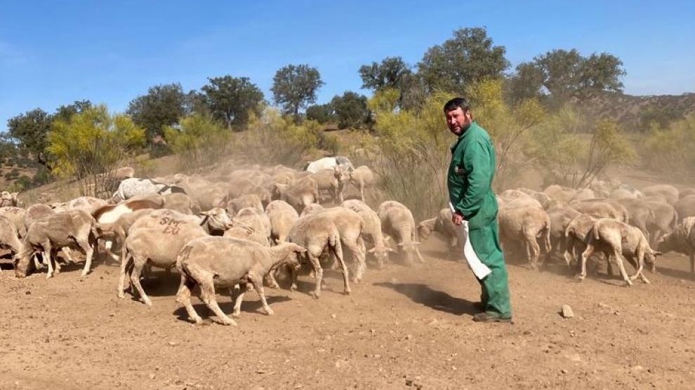 El ganado trashumante atrapado en La Mancha por la viruela se dispone a