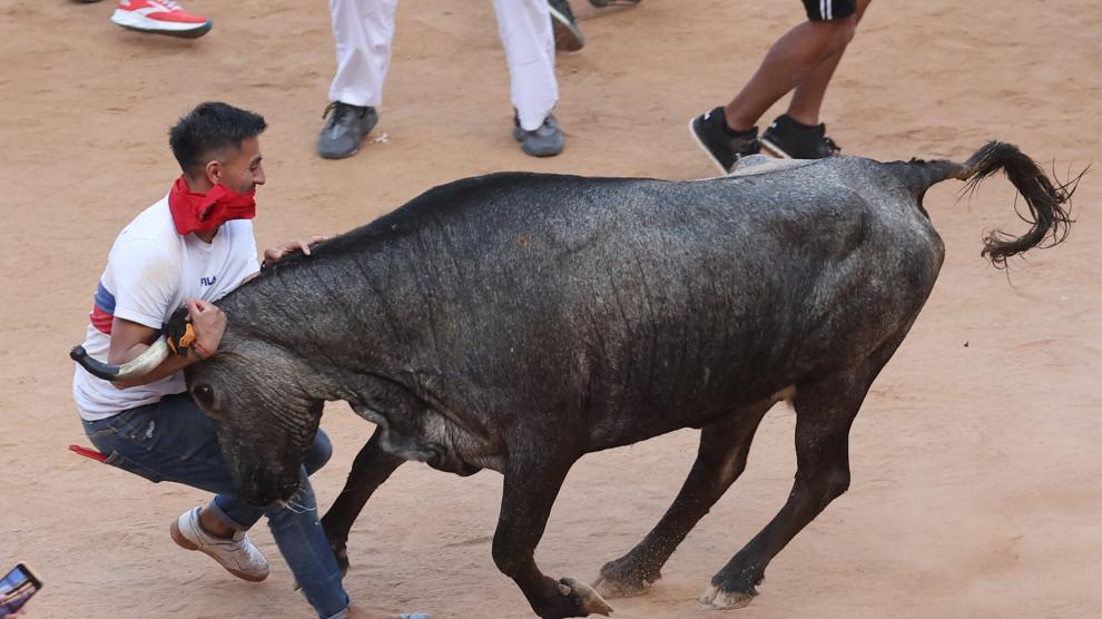 El Corneado En El Encierro De San Ferm n Es Un Holand s Que Presenta Una Herida En El Escroto