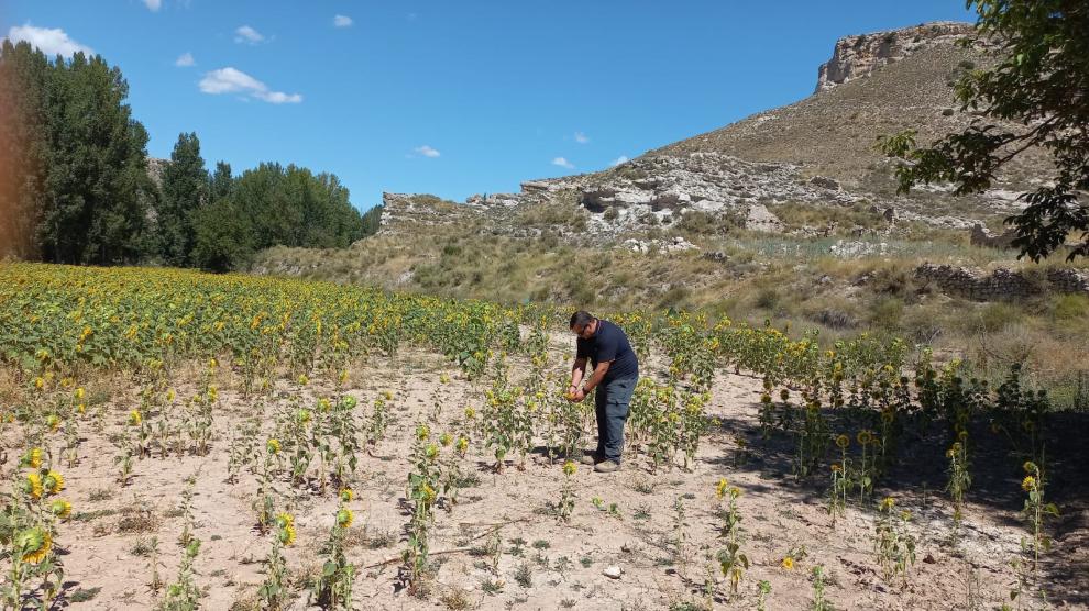 Carlos López, agricultor de Peralejos, muestra su campo plantado de girasoles y destrozado por la sequía.