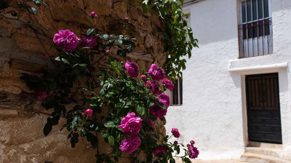Allueva, en la comarca del Jiloca. Las flores no faltan en los rincones de la localidad