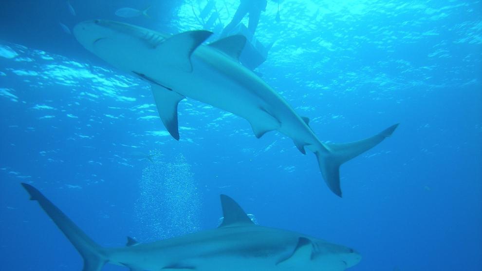 Imagen de archivo de tiburones en Bahamas