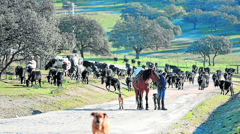 Las reses bravas trashumantes de Frías llegan a Jaén después de 33 días