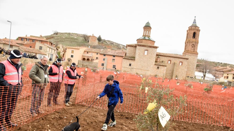 Jornadas de la trufa negra Comarca de Daroca 2024 : Turismo de Aragón