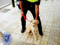 La Policía rescata a un pequeño perro abandonado en la carretera de Peñaflor.
