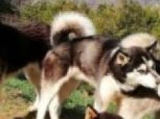 Buscan a 14 perros de mushing en el Valle de Tena desaparecidos al romper alguien la puerta de su perrera