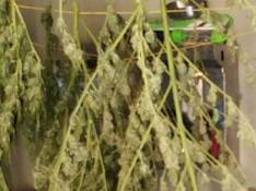 Plantas de marihuana en proceso de secado