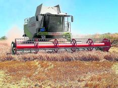 El cereal es el cultivo ecológico con mayor presencia en la Comunidad aragonesa.