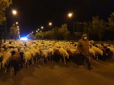 Darío Clemente, al frente del rebaño de ovejas, a su paso por el puente de Manuel Giménez Abad de Zaragoza.