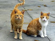 Foto de archivo de dos gatos