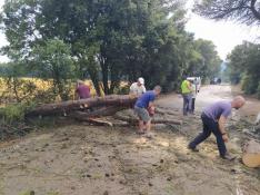 Varios vecinos de Riglos han acudido con motosierras para cortar el pino que había cortado la carretera de acceso al pueblo.