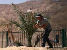 Un trabajador del kibbutz Ketura cuida una de las palmeras nacidas de las semillas milenarias.
