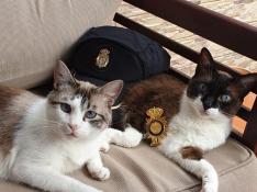 Imagen de los gatos Tai y Maluco enviada por la Policía Nacional el día de los Santos Inocentes