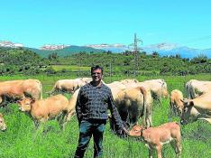 Luis Lascorz, presidente de la Asociación Aragonesa de Ganaderos Bovinos de Raza Pirenaica desde hace 25 años y propietario de la ganadería Ecofes, junto a algunas de sus vacas en Aínsa.