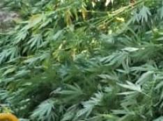 La Policía Local de Tauste desmantela una plantación de marihuana