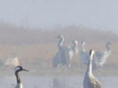 Estas aves migratorias visitan todos los años la reserva natural dirigida de la Laguna de Gallocanta.