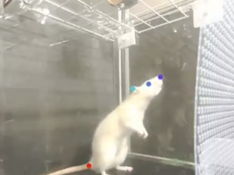 Una de las ratas analizadas en el estudio